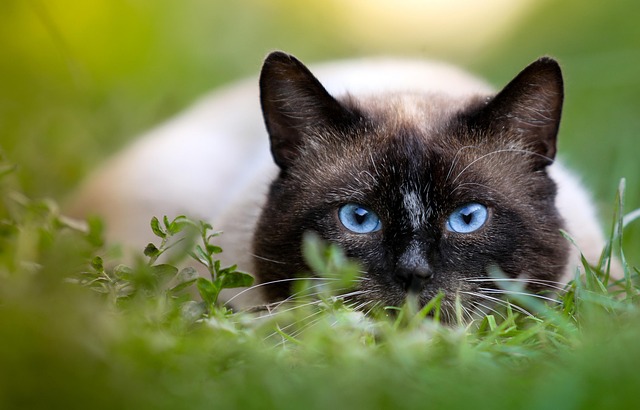 Family-Friendly Cat Breeds: Best Cats for Kids and Pets