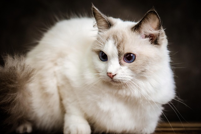 Best Cats Breed for Families